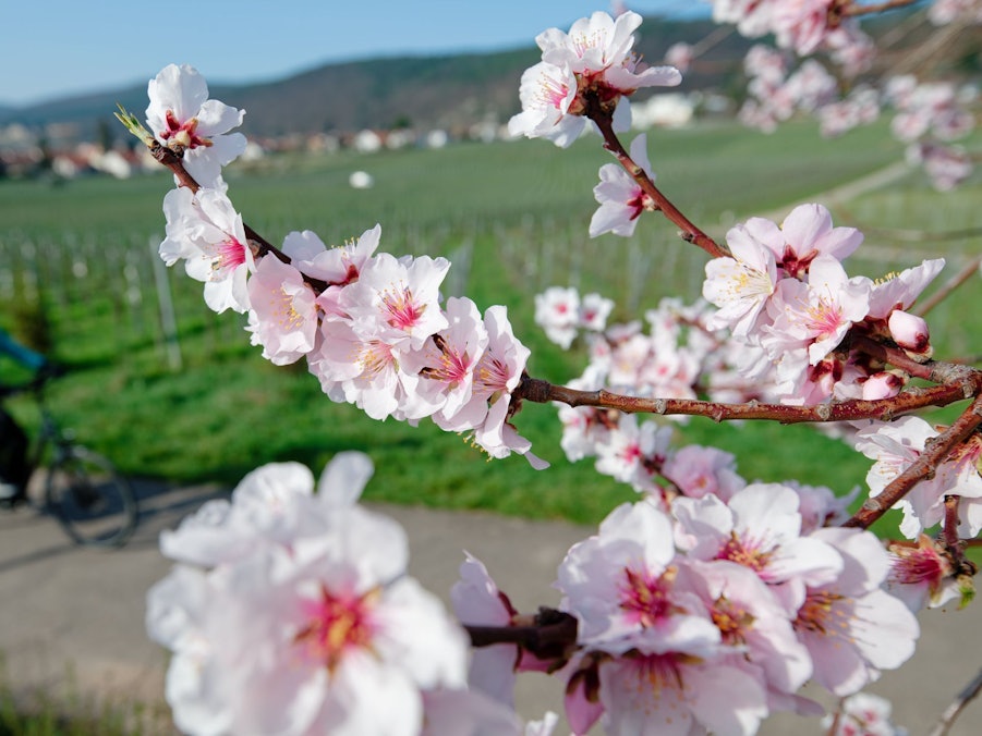 Mandelblüte - März-Bilanz DWD