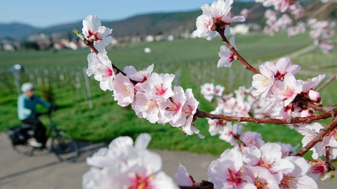 Mandelblüte - März-Bilanz DWD