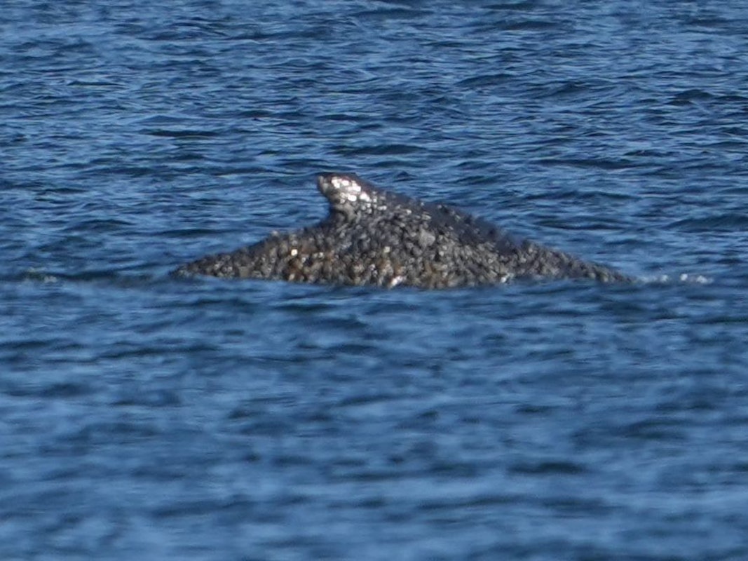 Buckelwal „Timmy“ schwimmt in der Ostsee.