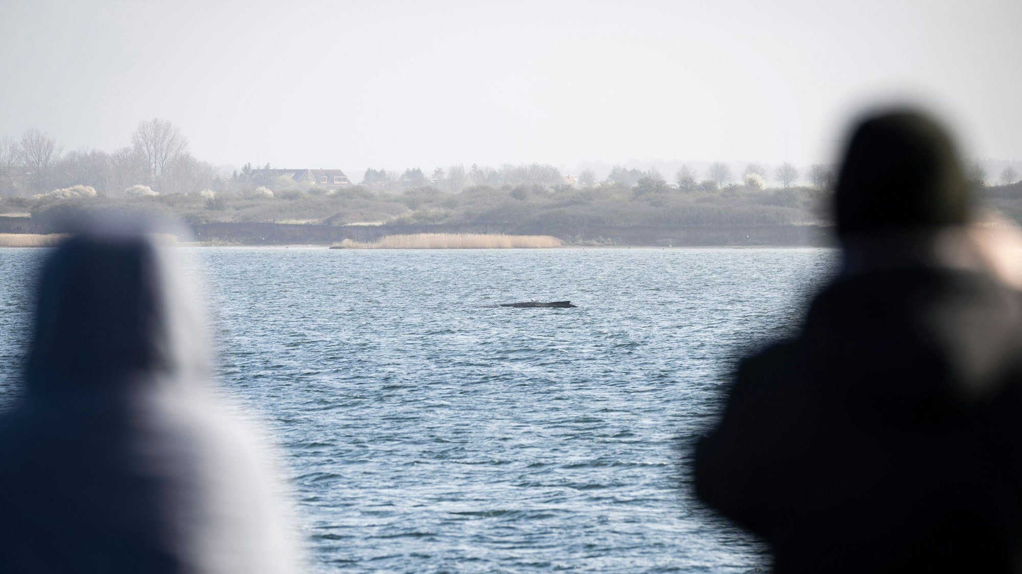 Passanten stehen auf der Seebrücke Wendorf, während im Hintergrund der Buckelwal noch immer in der Wismarer Bucht liegt.