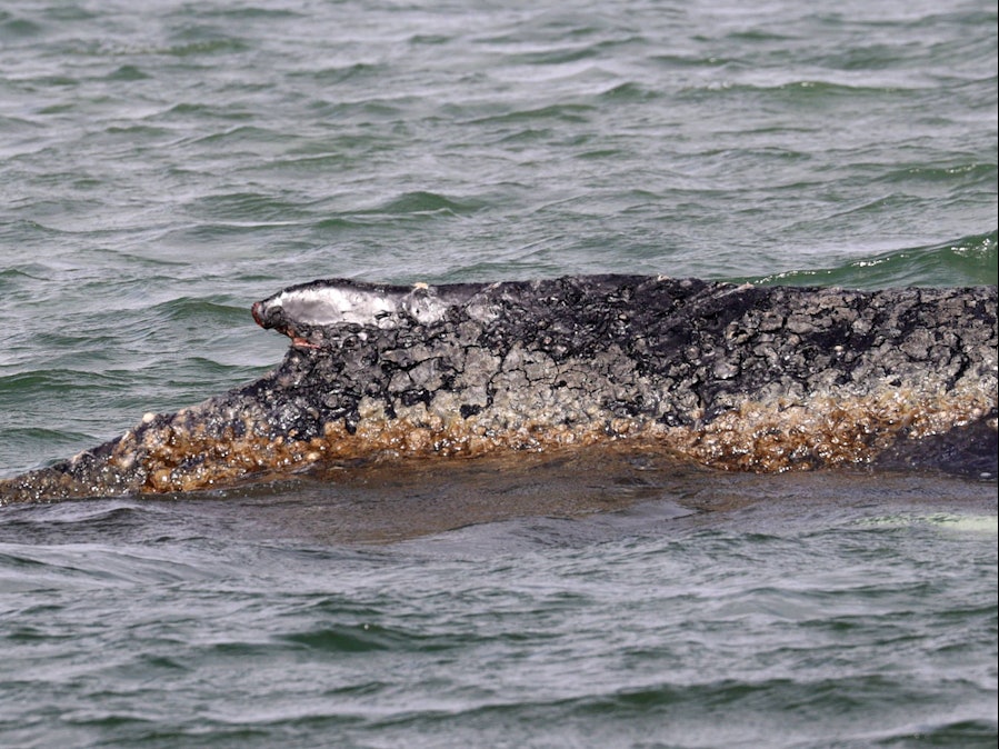 Buckelwal mit erkrankter Haut im Wasser