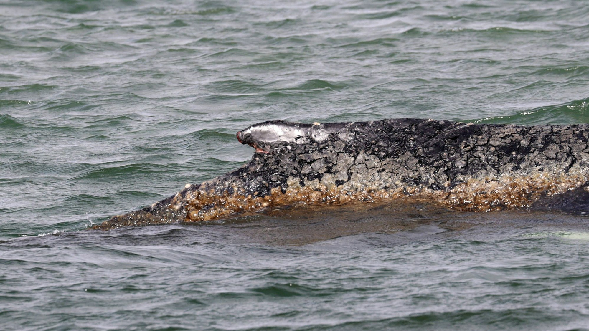 Buckelwal mit erkrankter Haut im Wasser