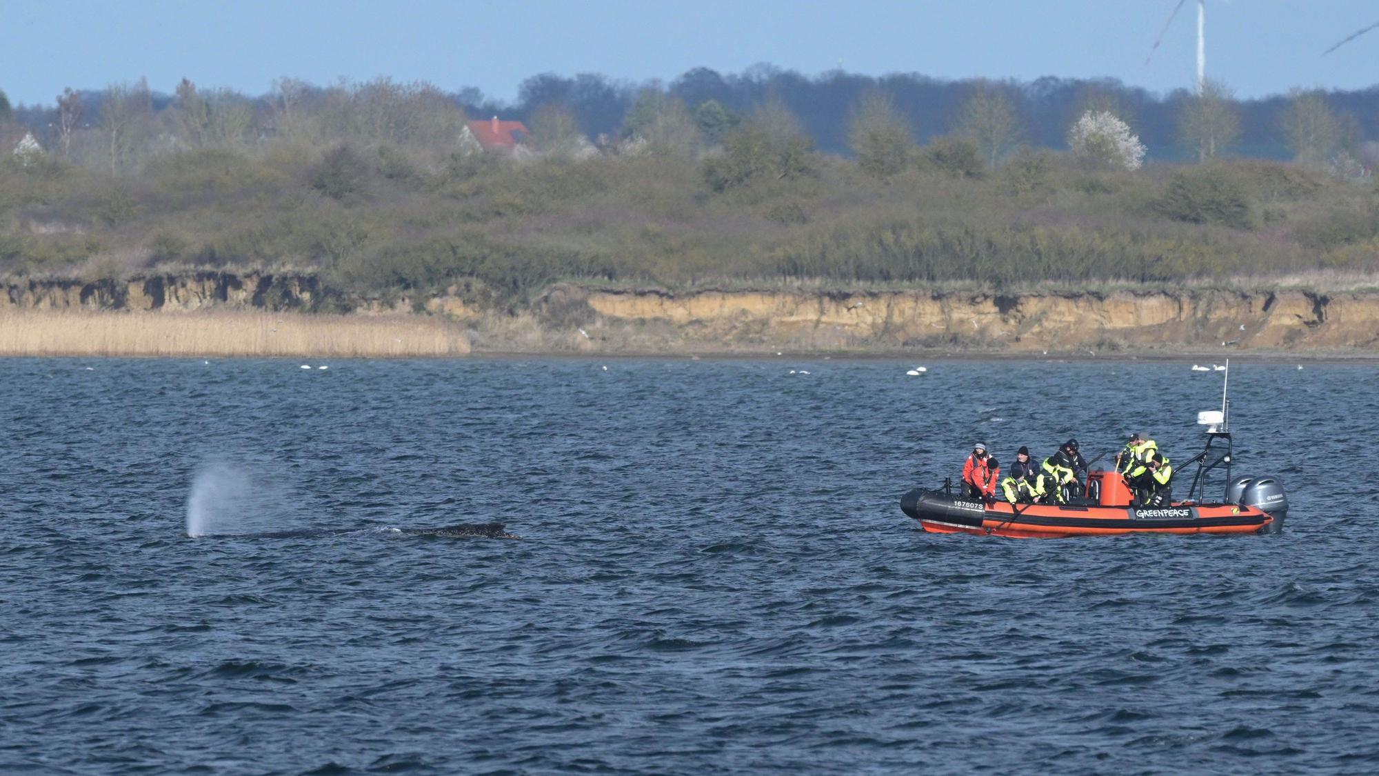 Ein Schlauchboot mit mehreren Personen nähert sich dem Buckelwal.