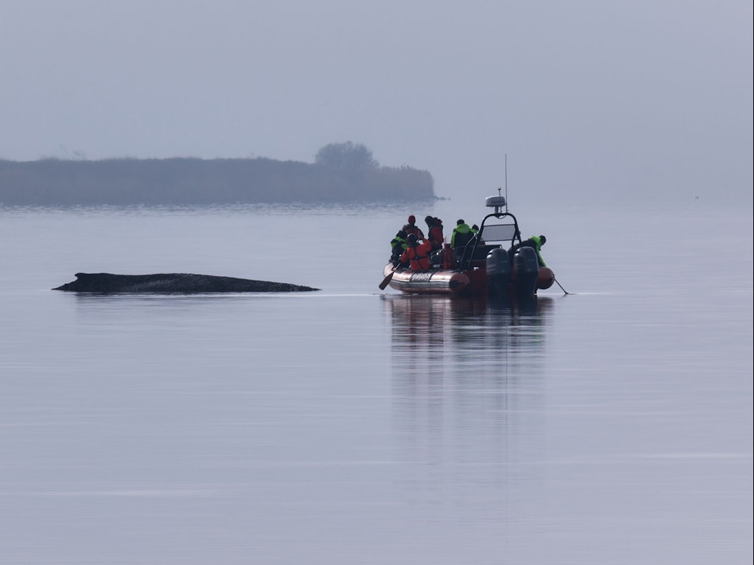 Ein Greenpeace Boot nähert sich dem Buckelwal, der am Vormittag immer noch vor der Insel Poel festsitzt.