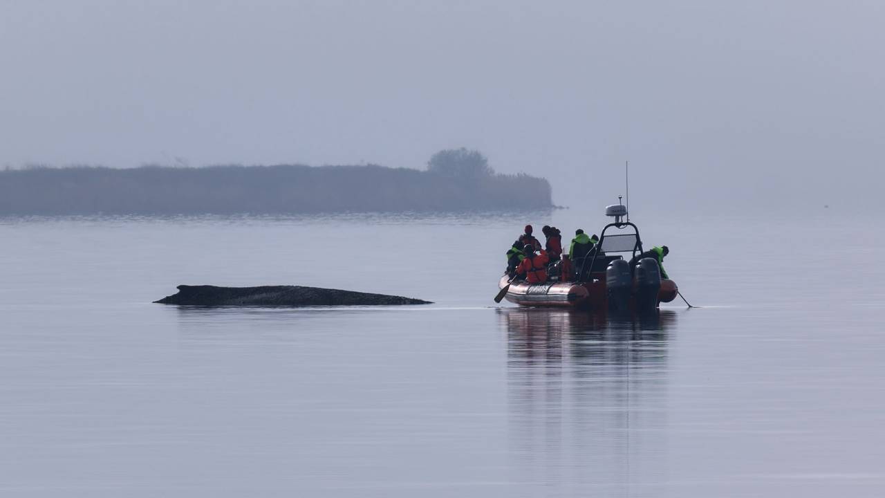 Ein Greenpeace Boot nähert sich dem Buckelwal, der am Vormittag immer noch vor der Insel Poel festsitzt.