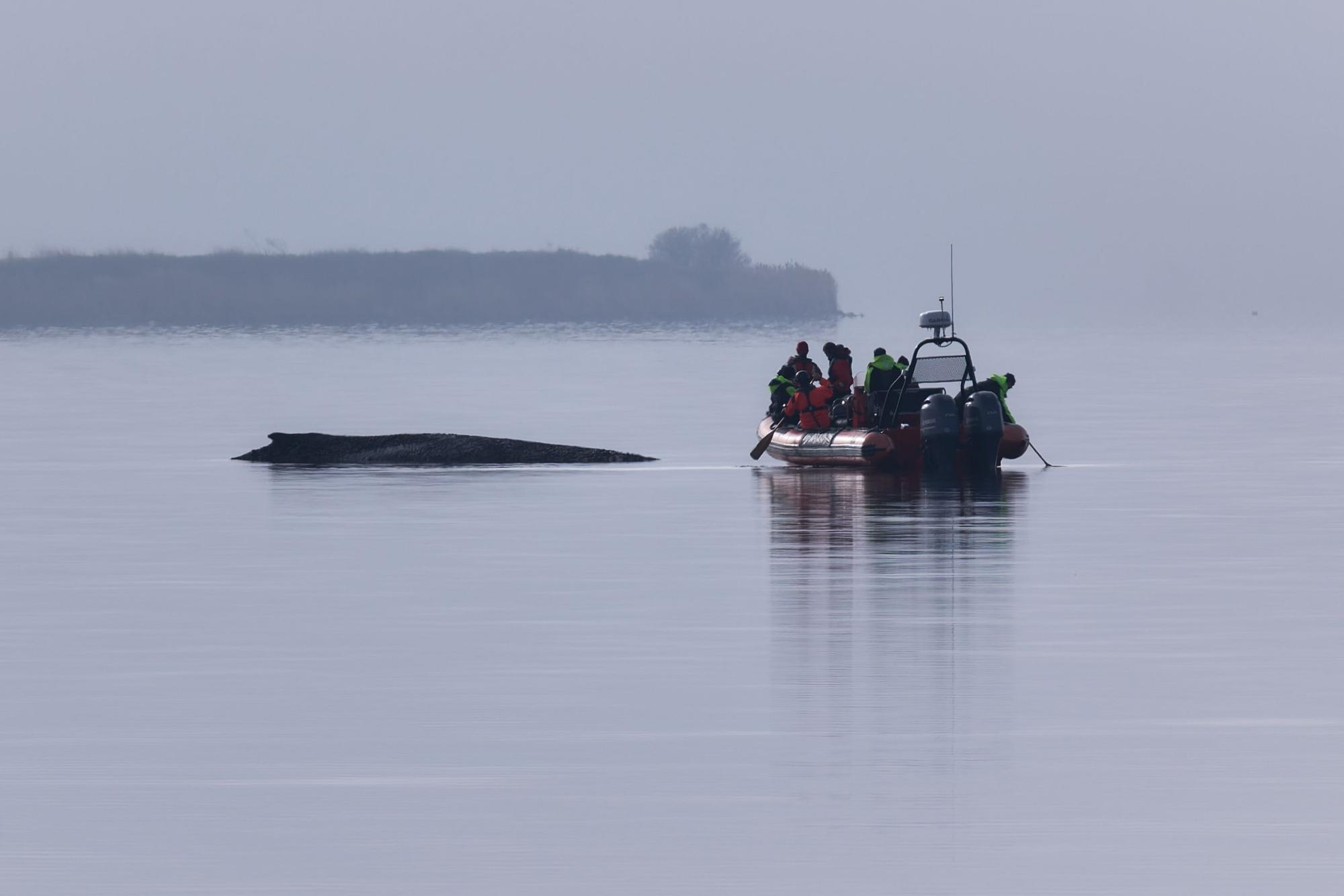 Ein Greenpeace Boot nähert sich dem Buckelwal, der am Vormittag immer noch vor der Insel Poel festsitzt.