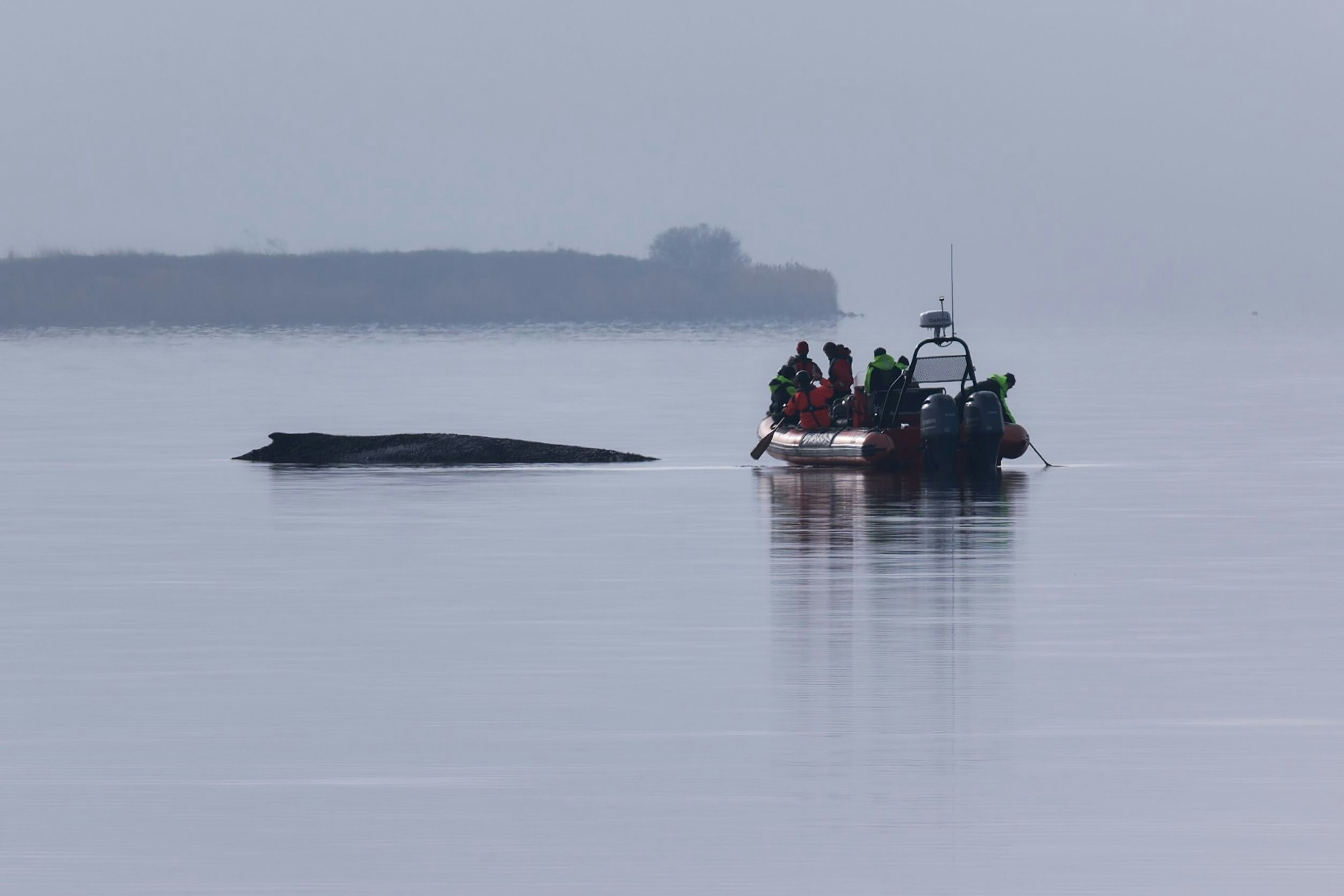 Ein Greenpeace Boot nähert sich dem Buckelwal, der am Vormittag immer noch vor der Insel Poel festsitzt.