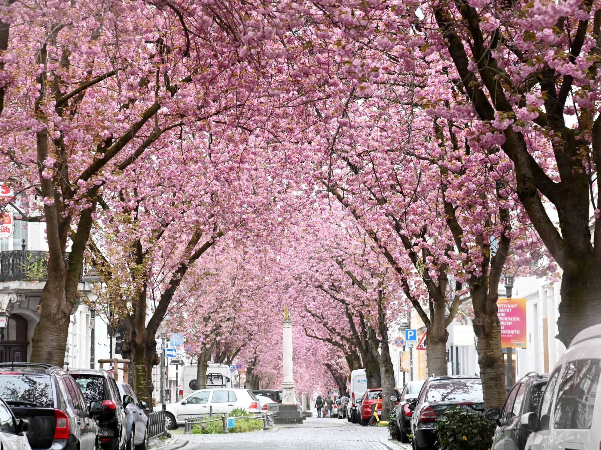 Kirschbäume blühen rechts und links einer Straße.