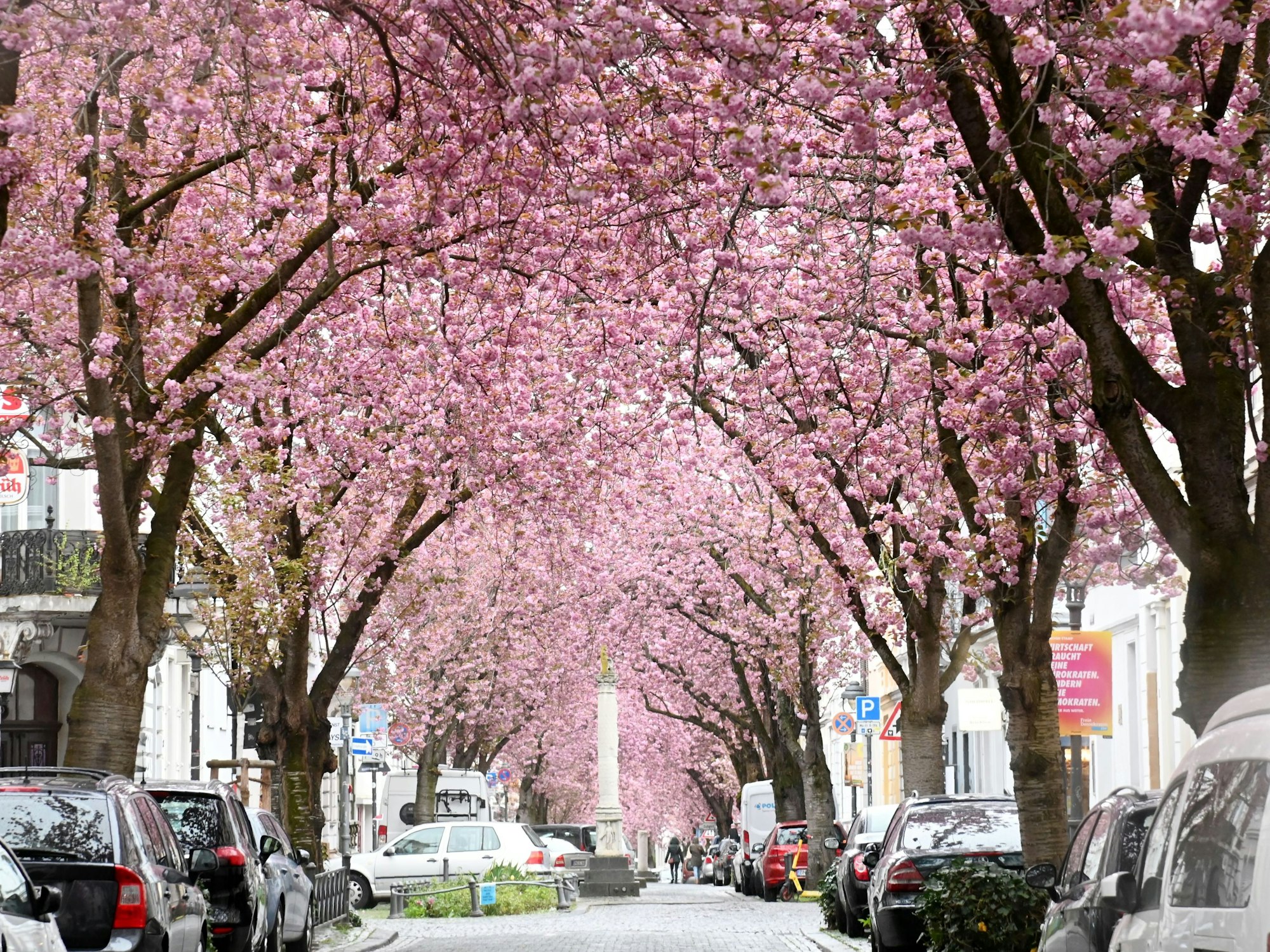 Kirschbäume blühen rechts und links einer Straße.