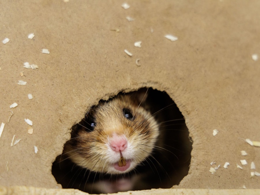 Feldhamster-Nachzucht