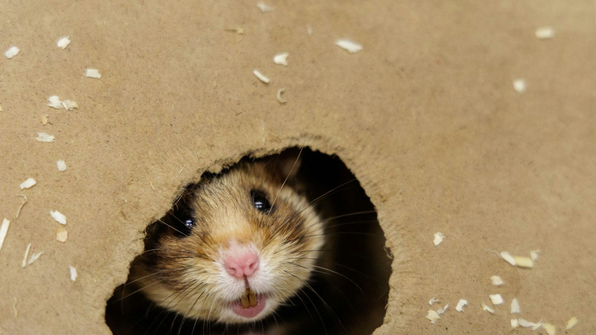 Feldhamster-Nachzucht