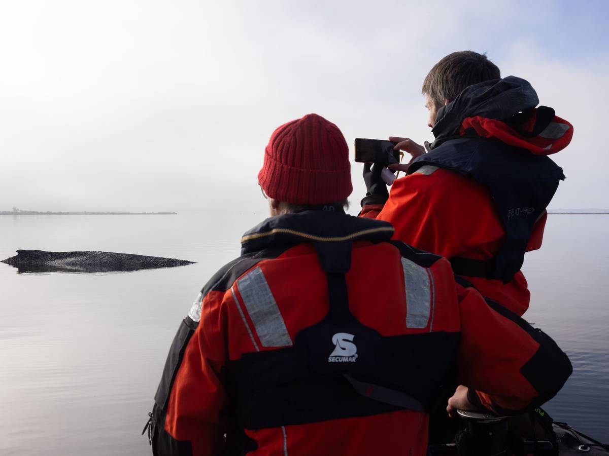 Die von Greenpeace Deutschland zur Verfügung gestellte Aufnahme zeigt den gestrandeten Buckelwal vor der Insel Poel in der Ostsee.