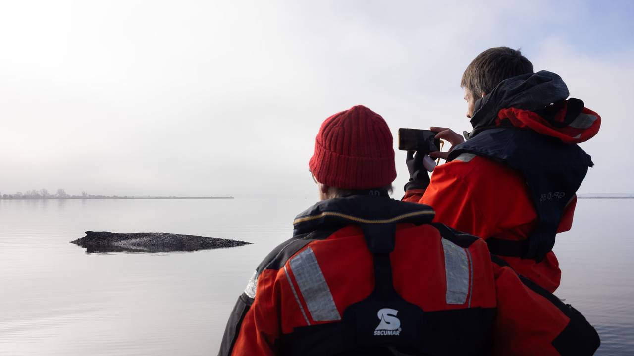 Die von Greenpeace Deutschland zur Verfügung gestellte Aufnahme zeigt den gestrandeten Buckelwal vor der Insel Poel in der Ostsee.