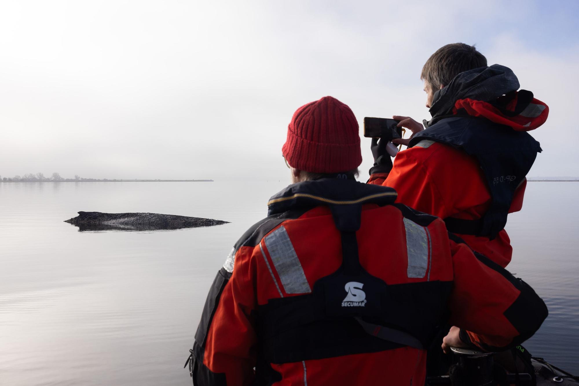 Die von Greenpeace Deutschland zur Verfügung gestellte Aufnahme zeigt den gestrandeten Buckelwal vor der Insel Poel in der Ostsee.