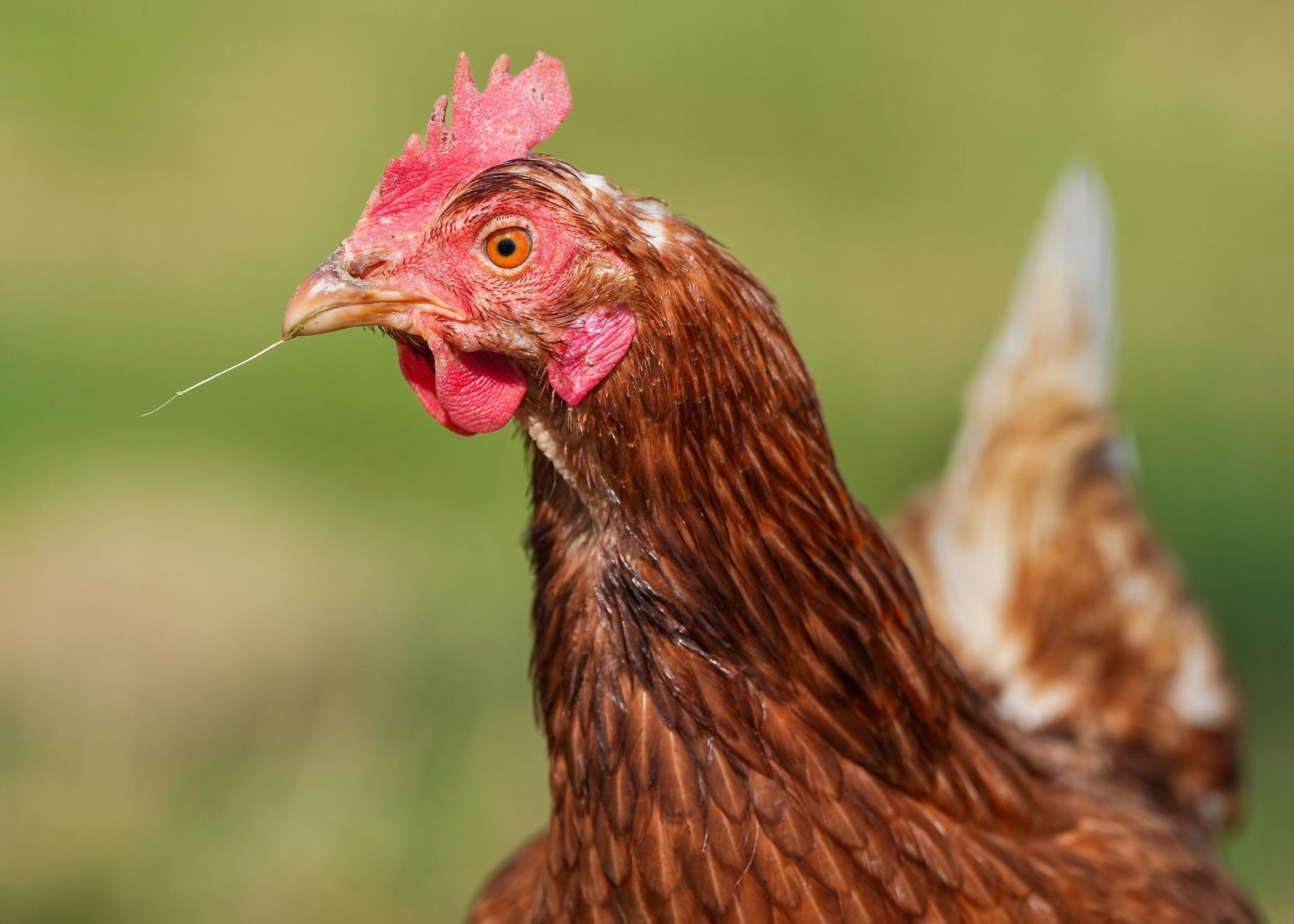Huhn
