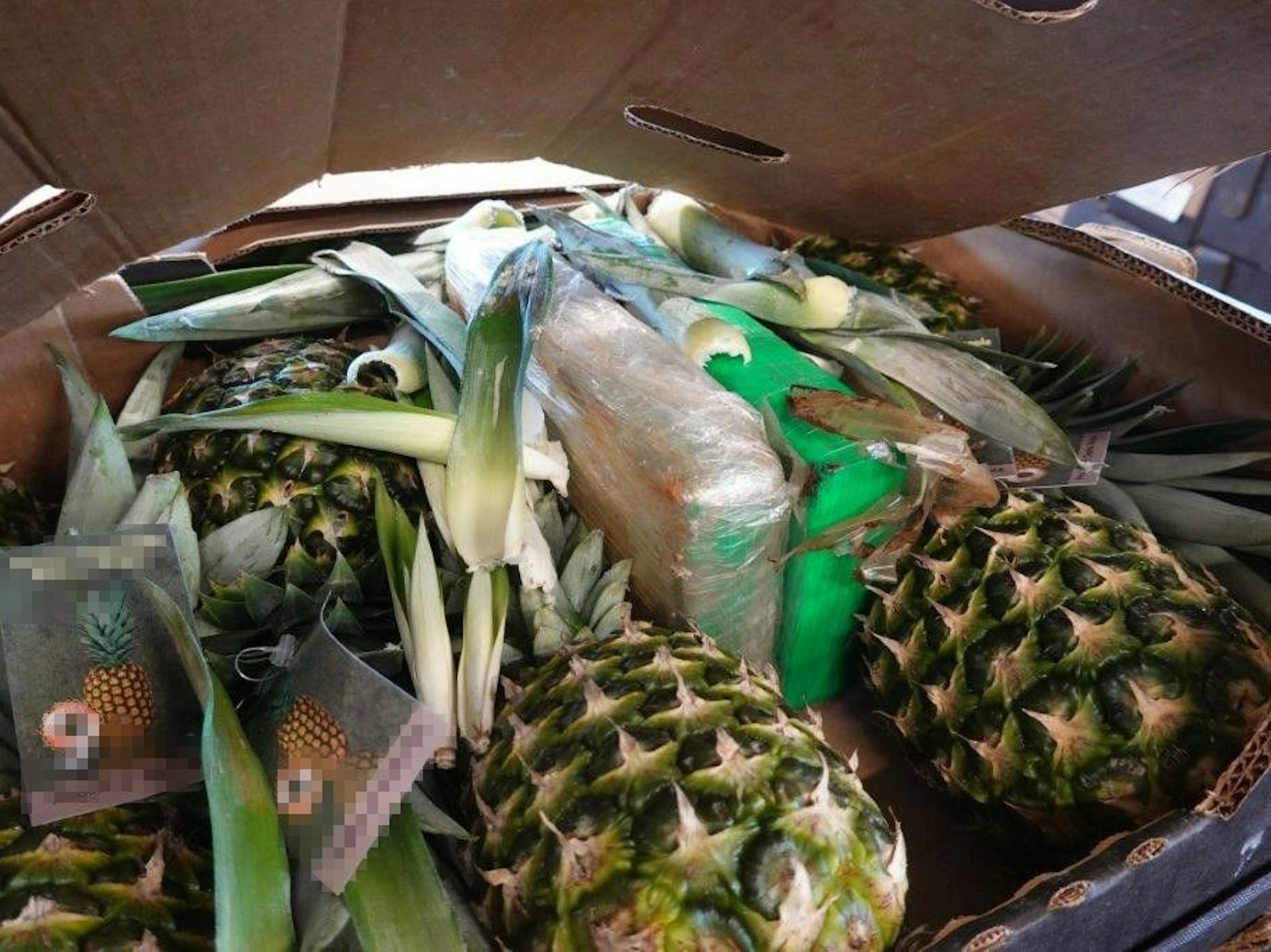 In Plastik verpacktes Kokain steckt zwischen zwei Ananas.