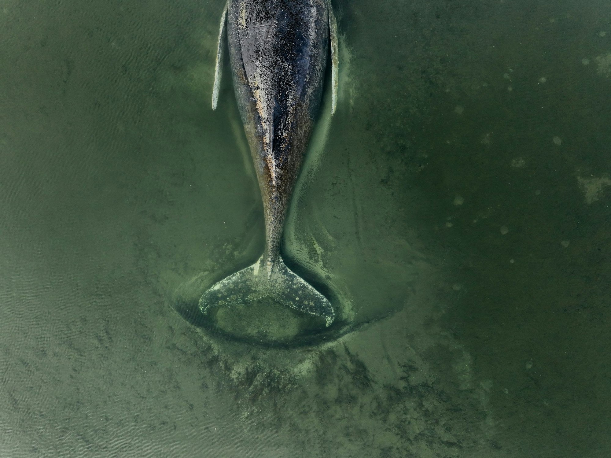Die von Greenpeace Deutschland zur Verfügung gestellte Aufnahme zeigt den gestrandeten Buckelwal vor der Insel Poel in der Ostsee.