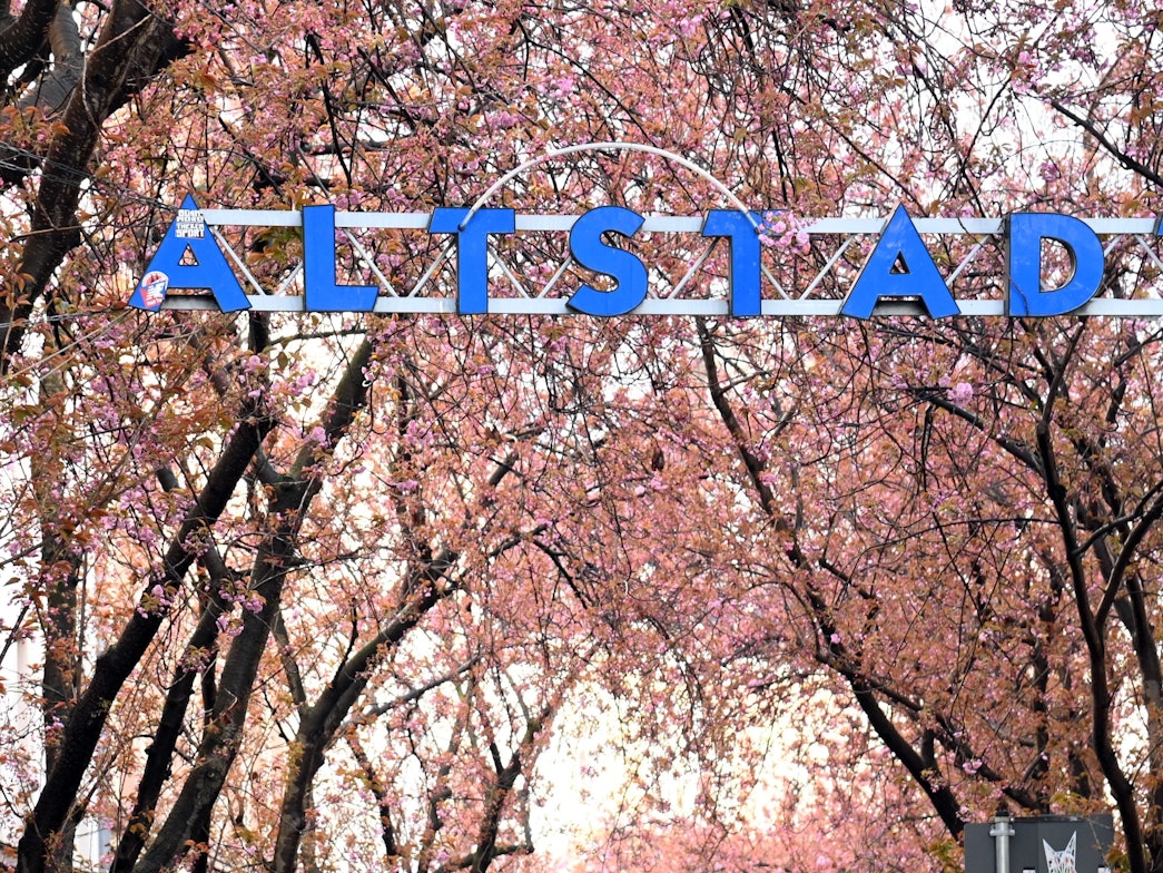 Kirschbäume wachsen so zusammen, dass sie ein Dach bilden. Davor steht der Schriftzug Altstadt.