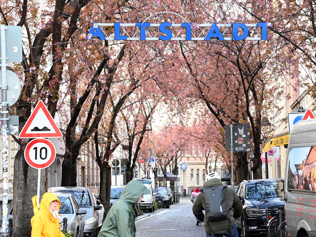 Menschen sind in einer Straße unterwegs, an der rechts und links Kirschbäume stehen.