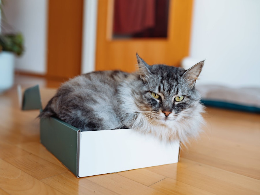 Eine Katze sitzt in einem karton.