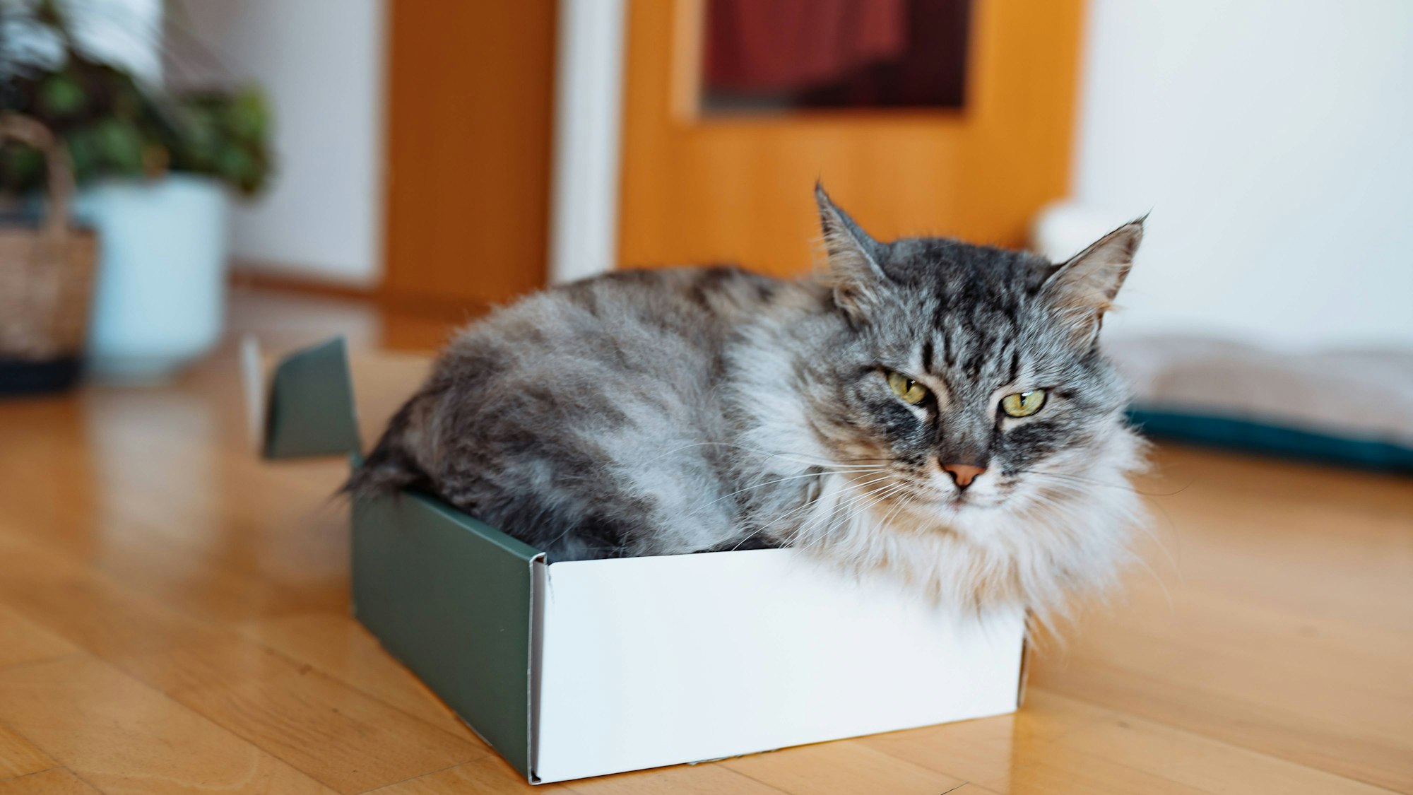 Eine Katze sitzt in einem karton.