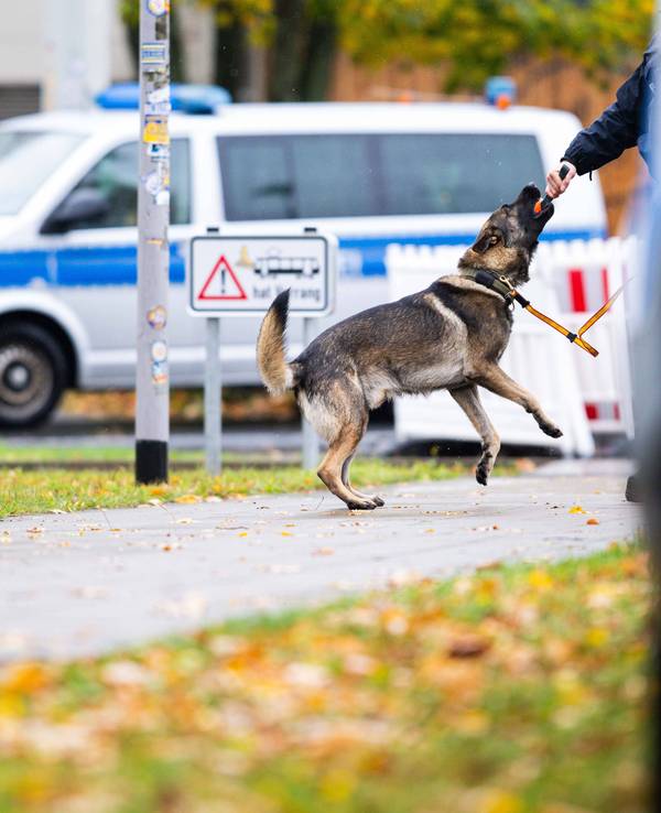Das Symbolfoto zeigt einen Polizeispürhund im Einsatz.
