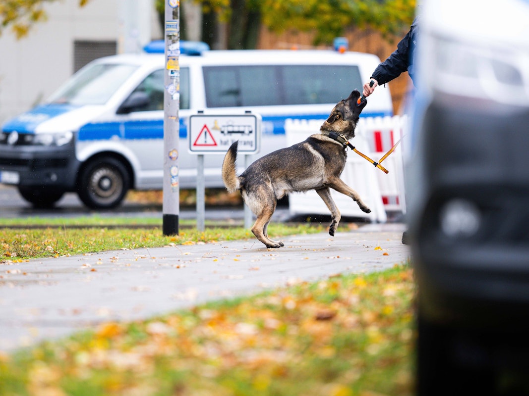 Das Symbolfoto zeigt einen Polizeispürhund im Einsatz.