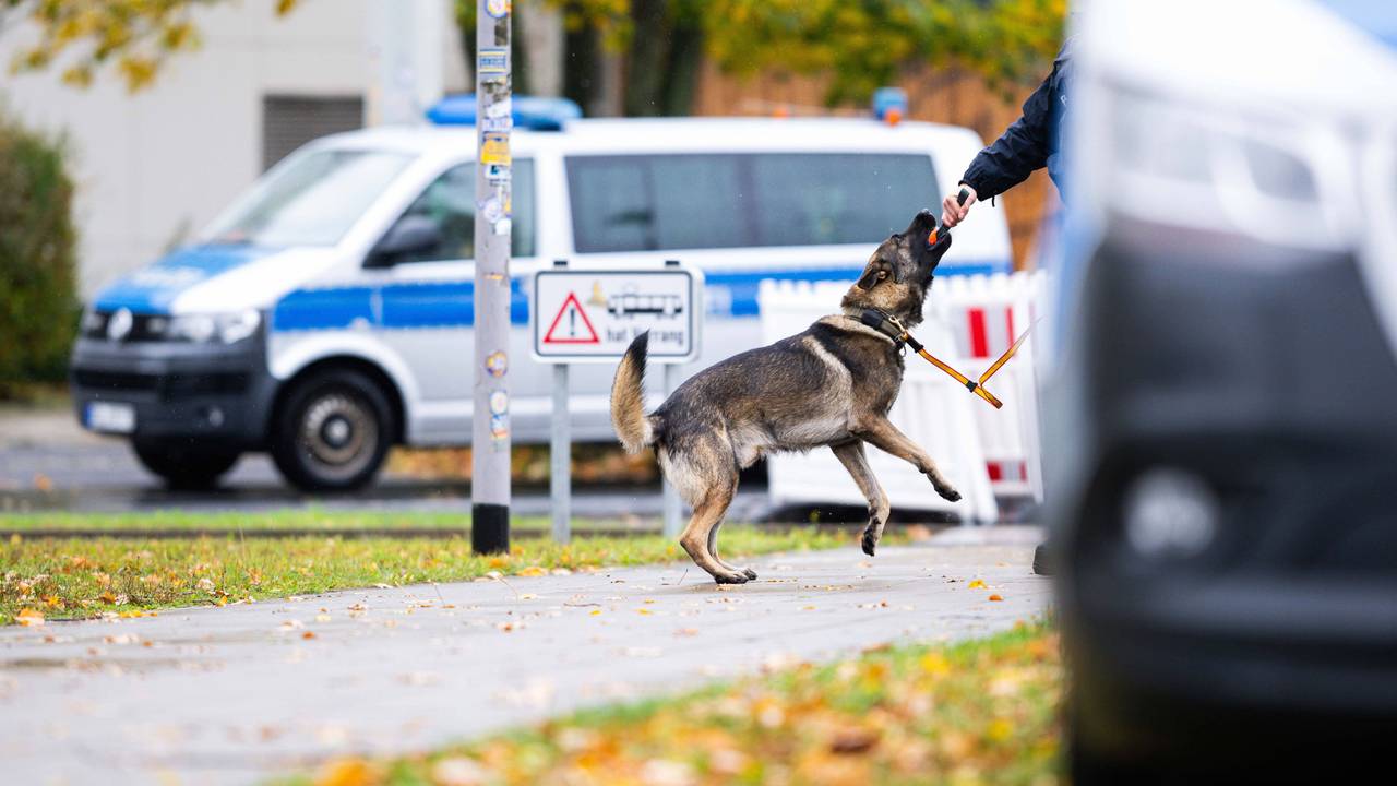 Das Symbolfoto zeigt einen Polizeispürhund im Einsatz.