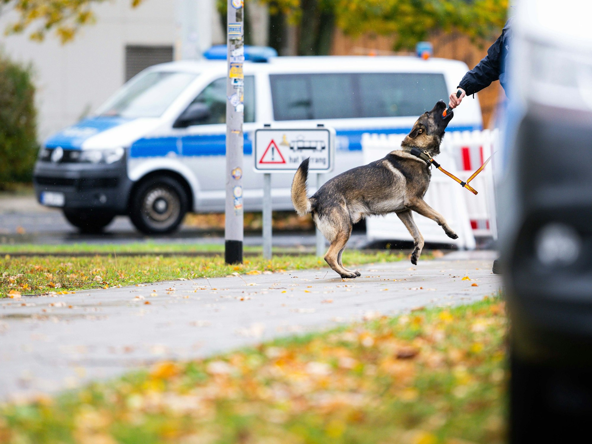 Das Symbolfoto zeigt einen Polizeispürhund im Einsatz.