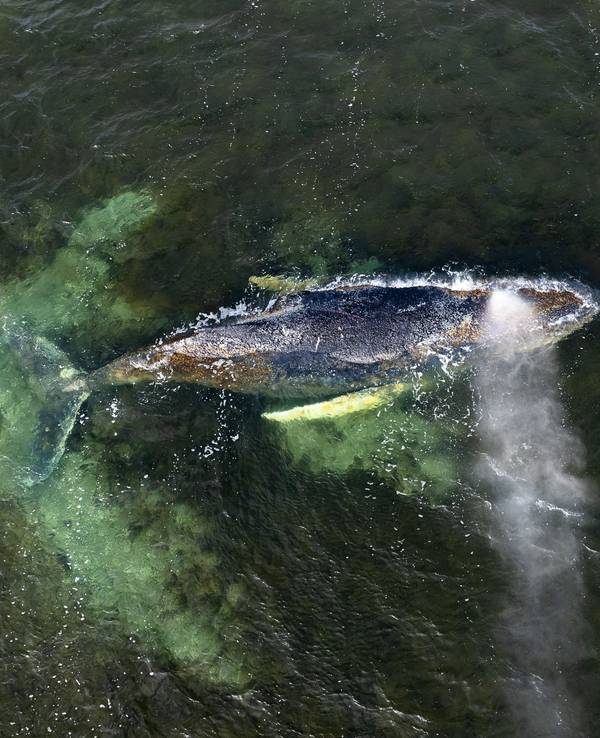 Eine Drohnenaufnahme herausgegeben von Greenpeace zeigt den Buckelwal in der Wismarbucht.