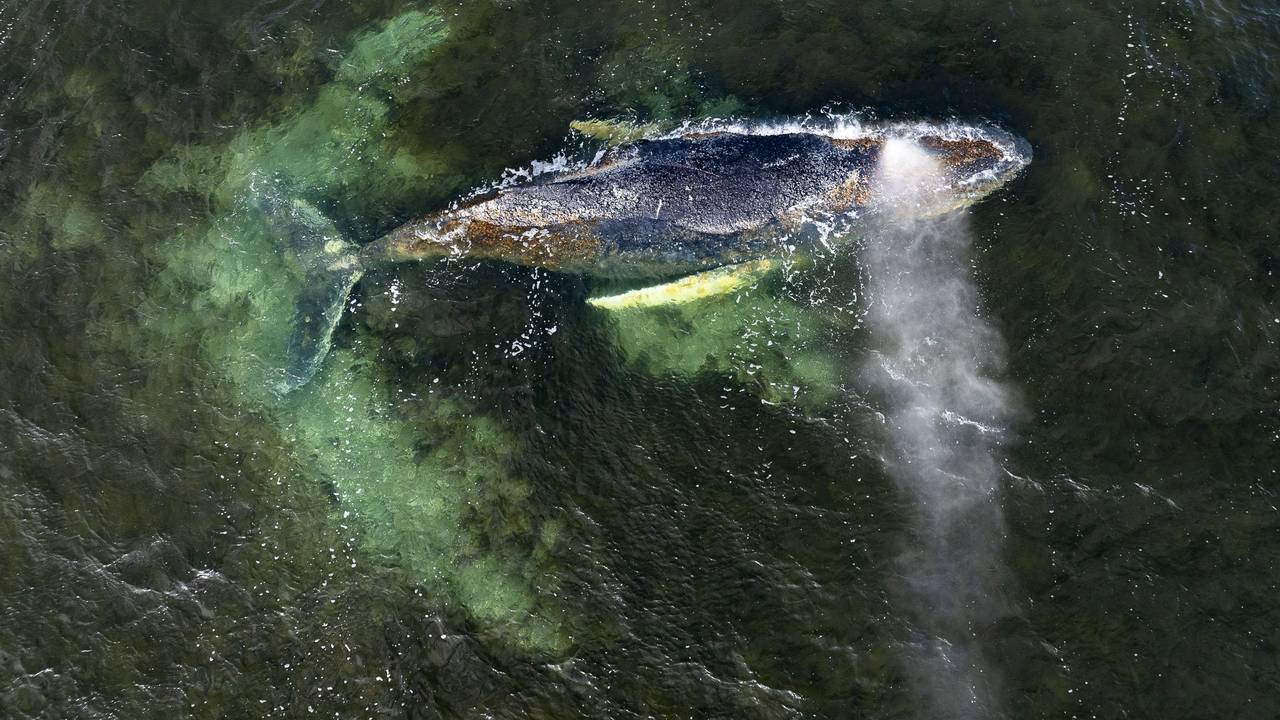 Eine Drohnenaufnahme herausgegeben von Greenpeace zeigt den Buckelwal in der Wismarbucht.