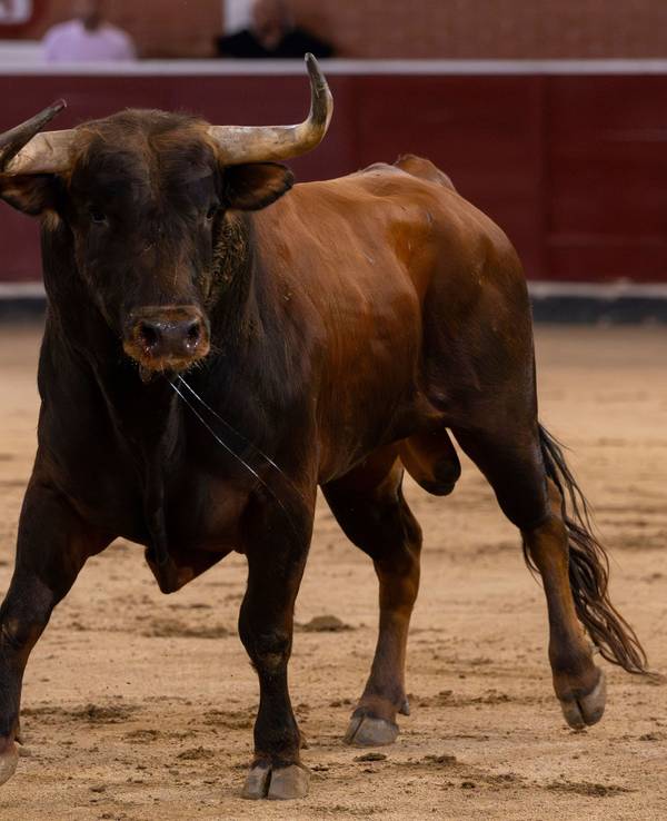 Ein Stier ist in der Kampfarena.