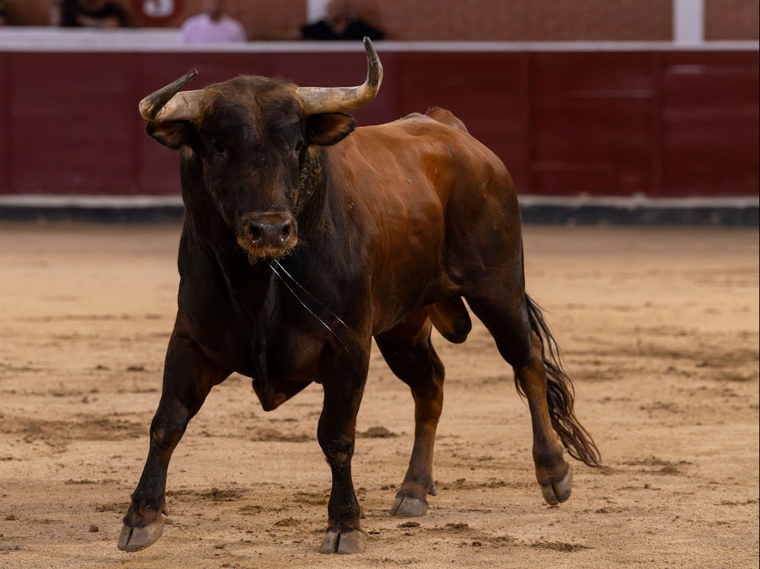 Ein Stier ist in der Kampfarena.