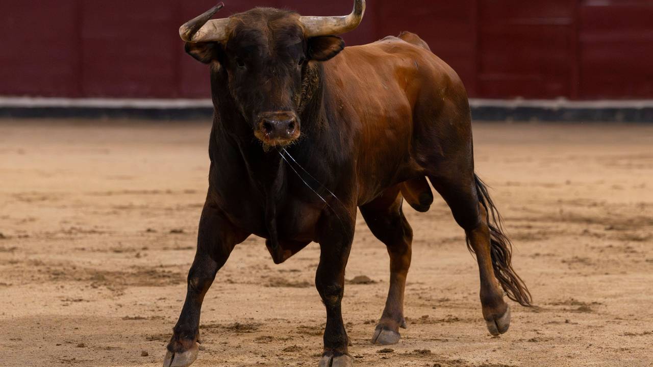 Ein Stier ist in der Kampfarena.