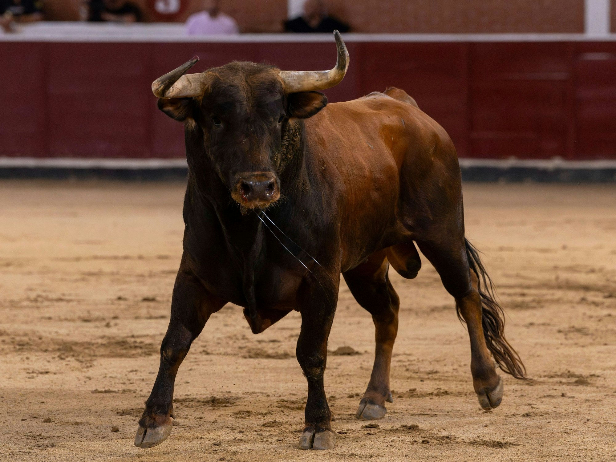 Ein Stier ist in der Kampfarena.