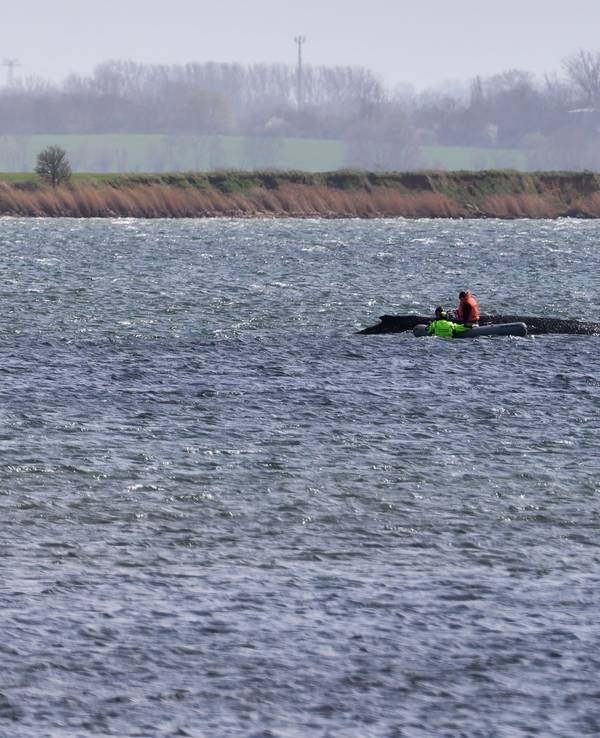 Der Buckelwal liegt noch immer auf einer Sandbank vor der Insel Poel.