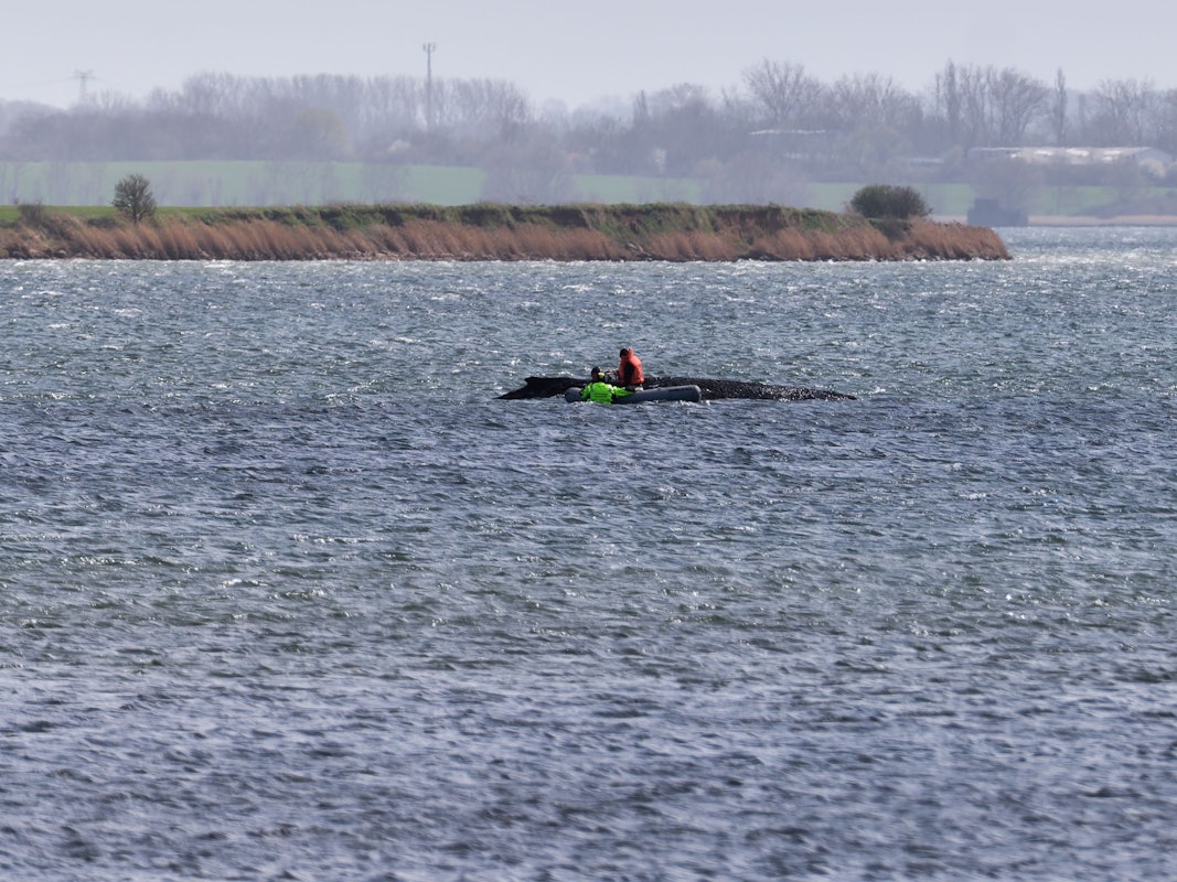 Der Buckelwal liegt noch immer auf einer Sandbank vor der Insel Poel.