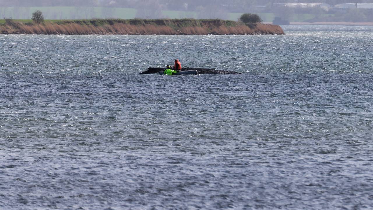 Der Buckelwal liegt noch immer auf einer Sandbank vor der Insel Poel.