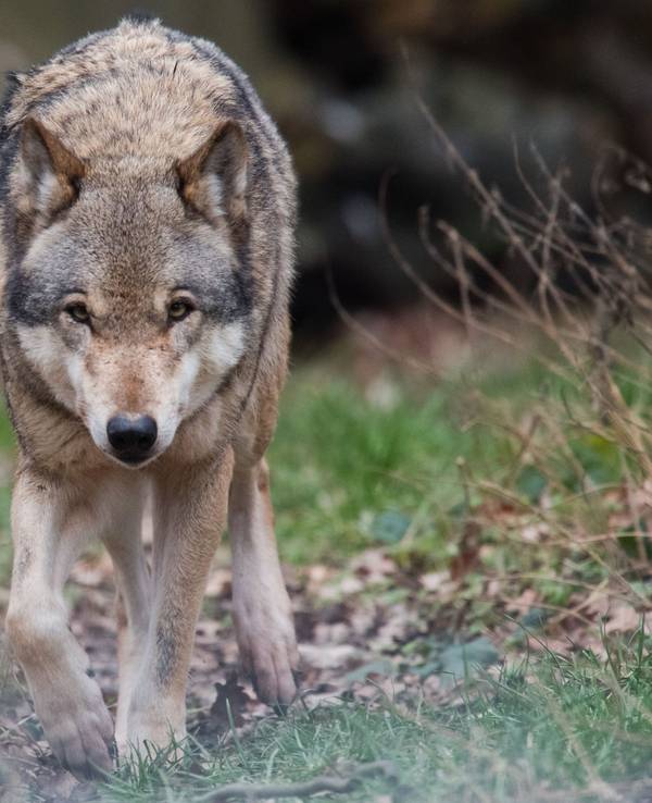 Ein Europäischer Wolf (Canis lupus lupus) streift durch ein Gehege (Illustration).