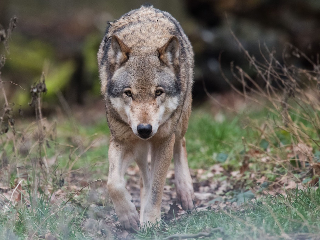 Ein Europäischer Wolf (Canis lupus lupus) streift durch ein Gehege (Illustration).