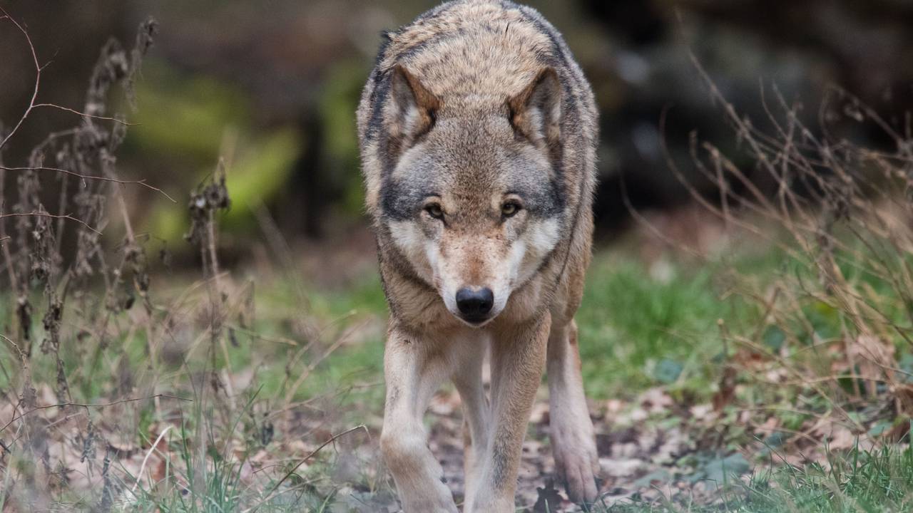 Ein Europäischer Wolf (Canis lupus lupus) streift durch ein Gehege (Illustration).