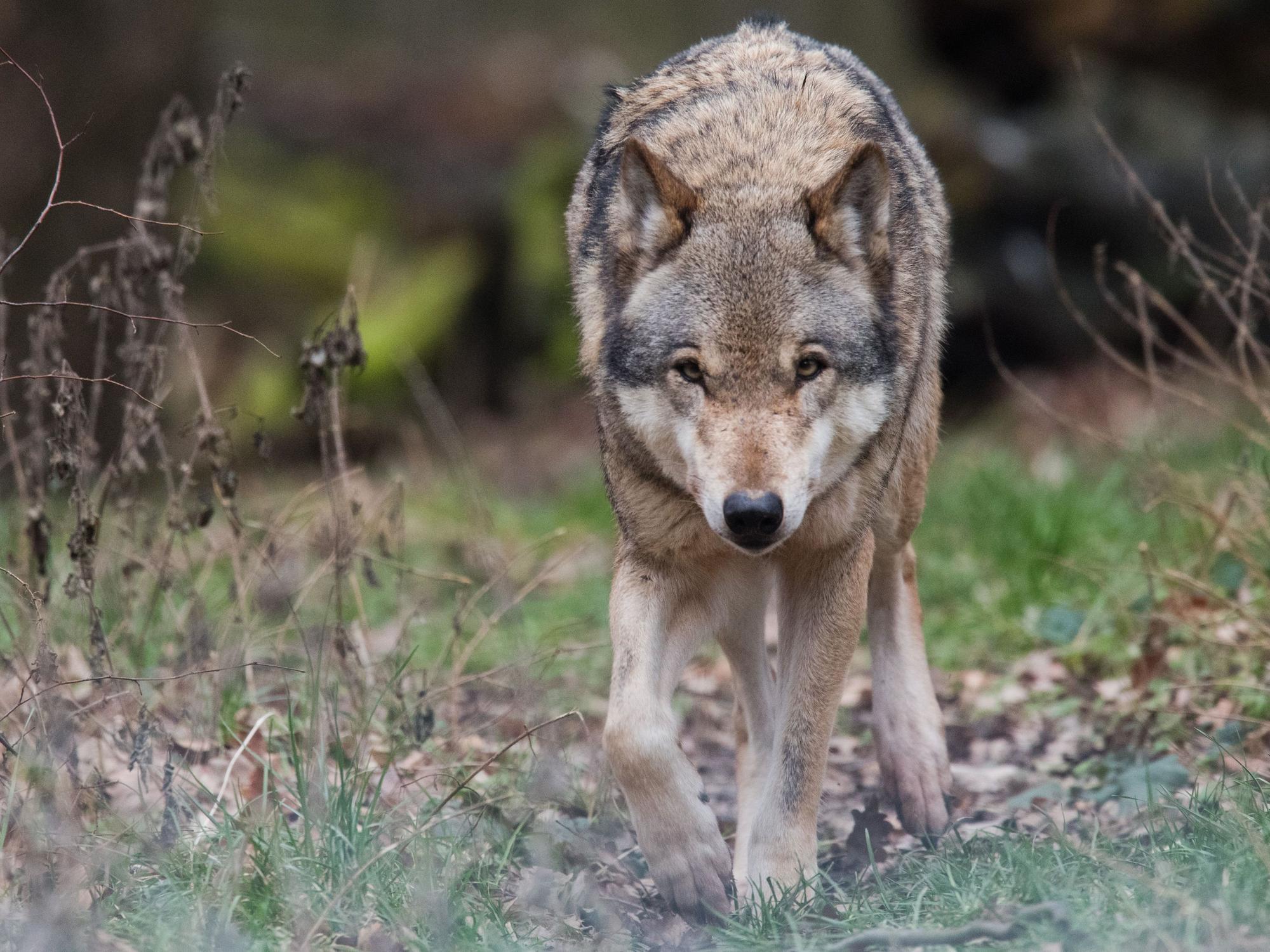 Ein Europäischer Wolf (Canis lupus lupus) streift durch ein Gehege (Illustration).