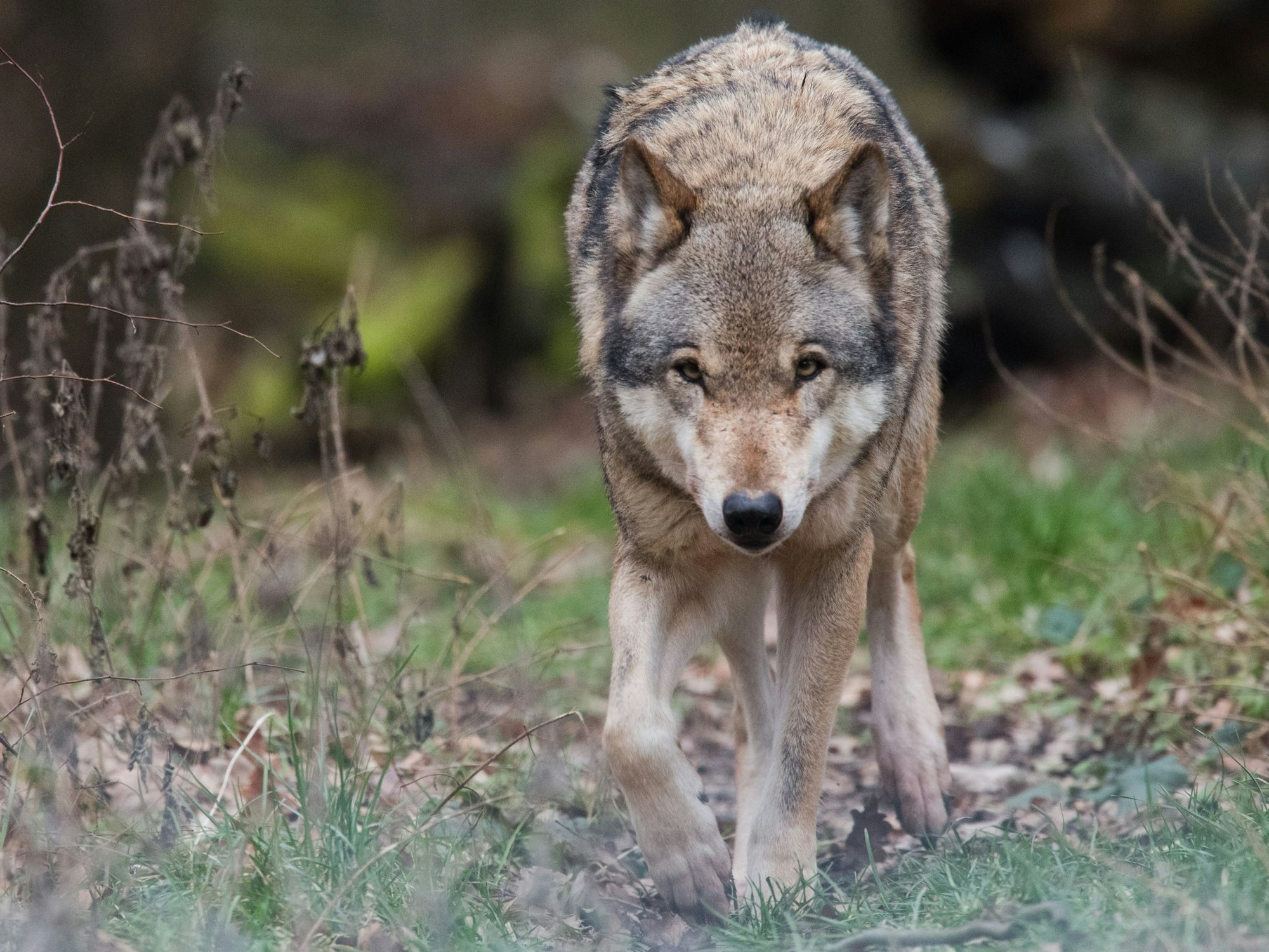 Ein Europäischer Wolf (Canis lupus lupus) streift durch ein Gehege (Illustration).