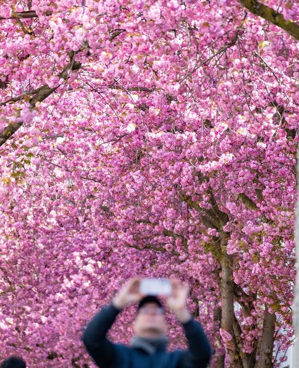 Die berühmten Bonner Kirschblüten blühen zum Osterwochenende in voller Pracht auf.