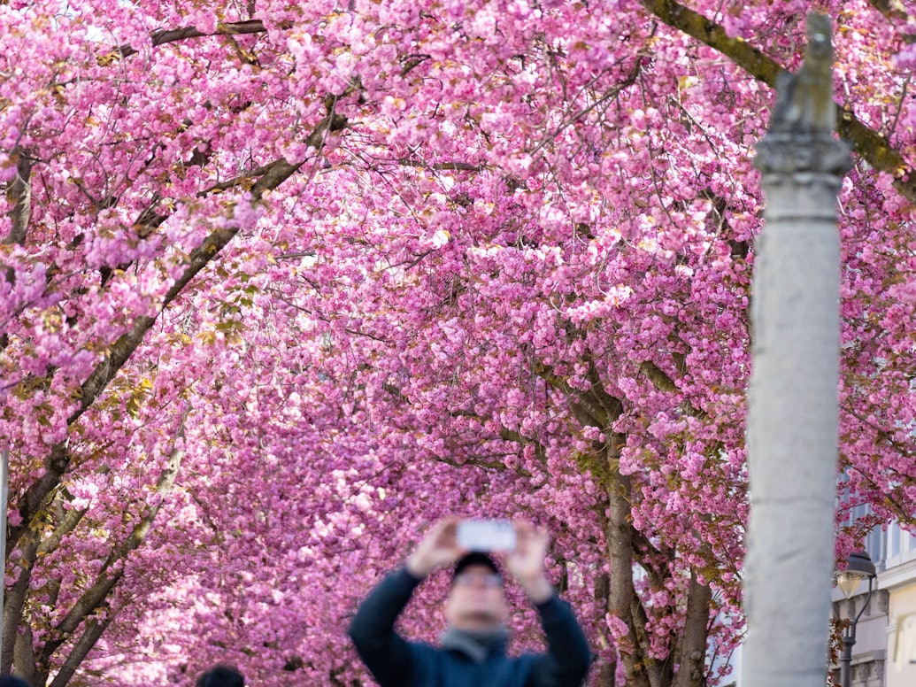 Die berühmten Bonner Kirschblüten blühen zum Osterwochenende in voller Pracht auf.
