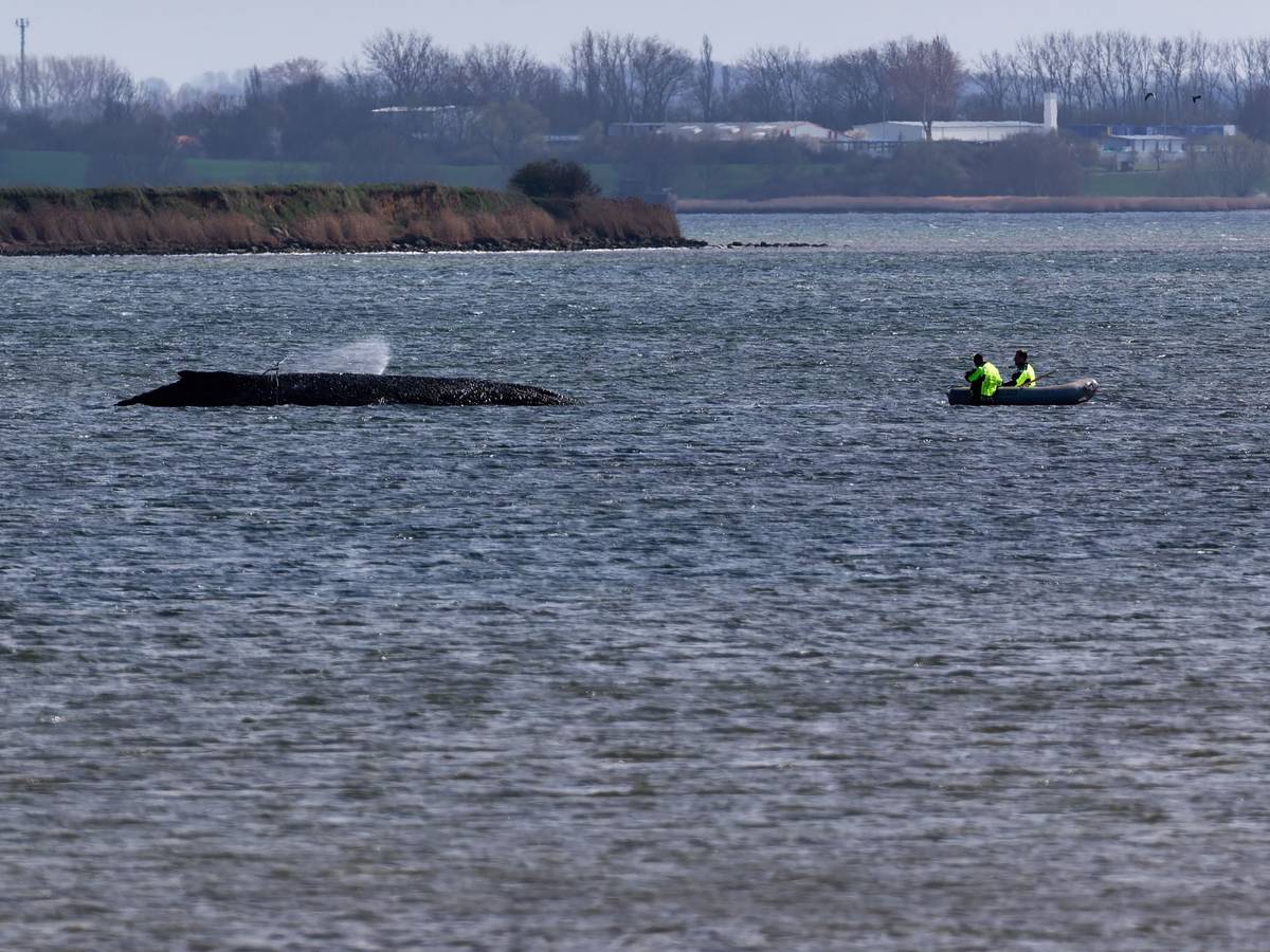 Einsatzkräfte der Feuerwehr benetzen den Rücken des Wals, der aus dem Wasser ragt. Der vor Wismar gestrandete Buckelwal ist noch am Leben.