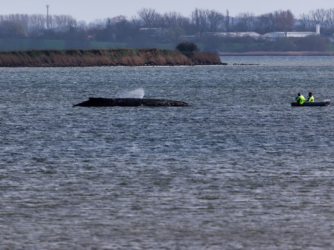 Einsatzkräfte der Feuerwehr benetzen den Rücken des Wals, der aus dem Wasser ragt. Der vor Wismar gestrandete Buckelwal ist noch am Leben.