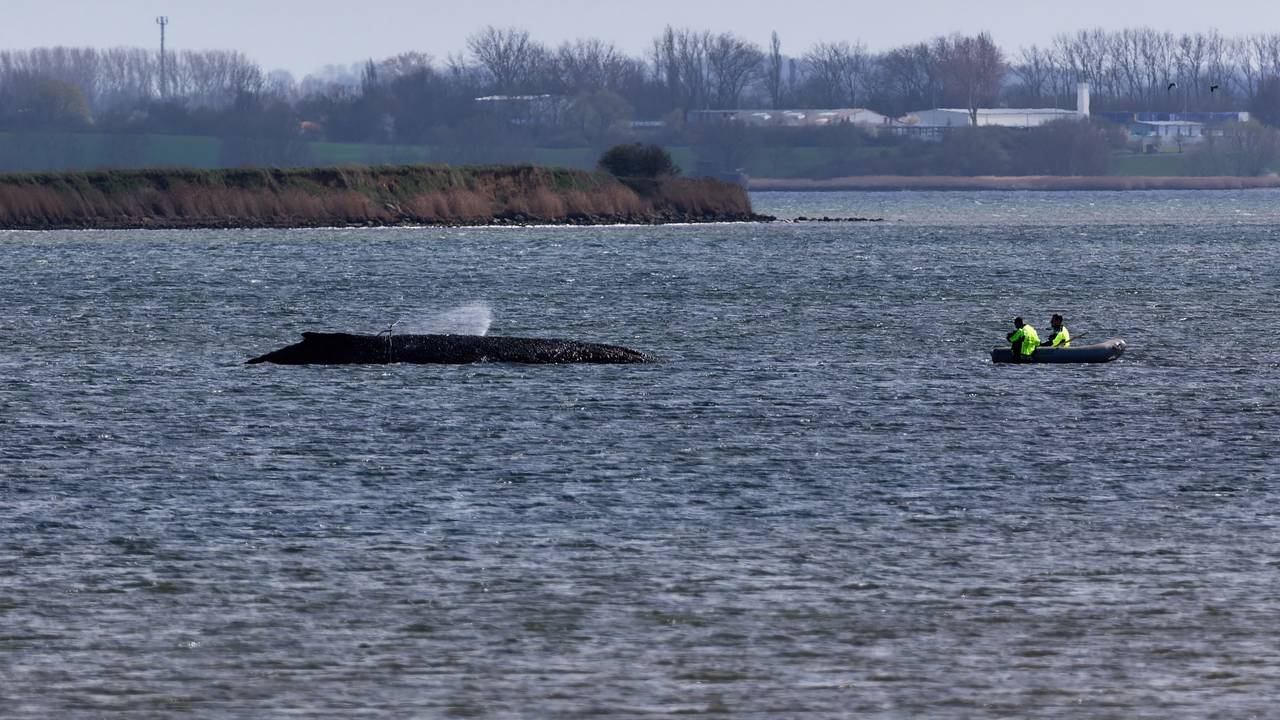 Einsatzkräfte der Feuerwehr benetzen den Rücken des Wals, der aus dem Wasser ragt. Der vor Wismar gestrandete Buckelwal ist noch am Leben.