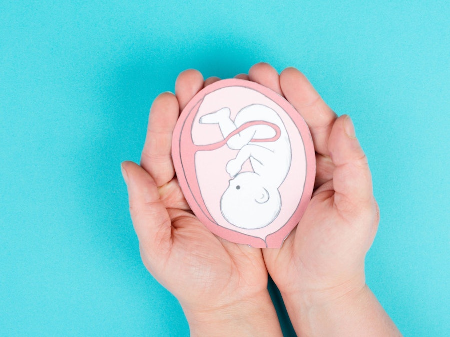 Hände halten eine Zeichnung eines ungeborenen Babys