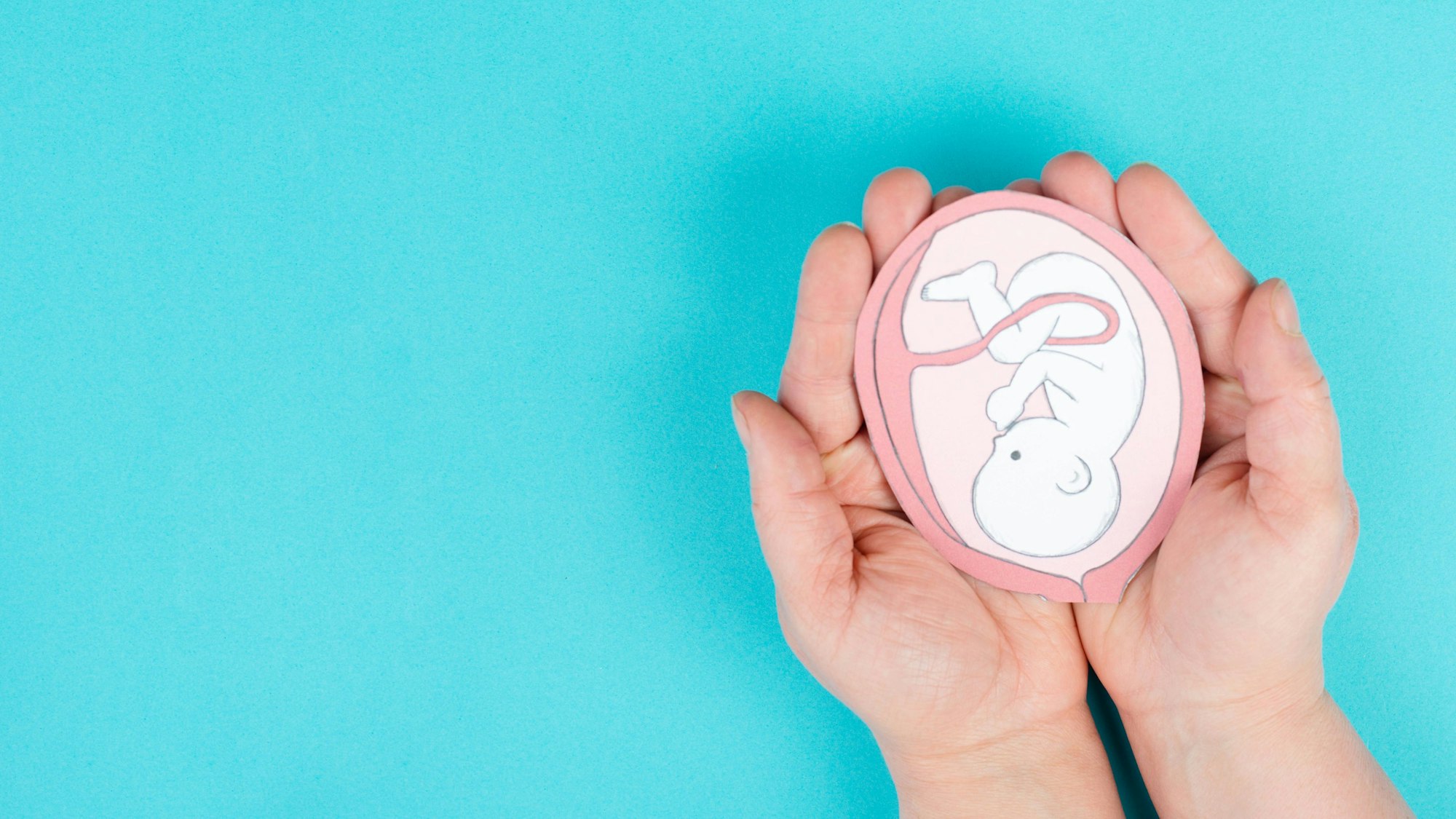 Hände halten eine Zeichnung eines ungeborenen Babys